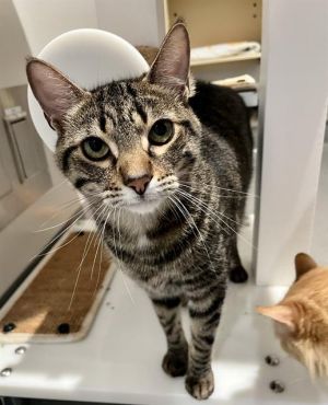 SMOKEY Domestic Short Hair Cat