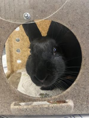 Betty is ready to win your heart This bun girl is sleek and pretty turning heads when shes out in