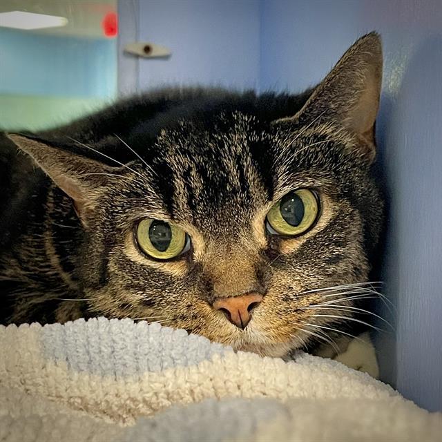 MILLICENT, an adoptable Domestic Short Hair in Methuen, MA, 01844 | Photo Image 1