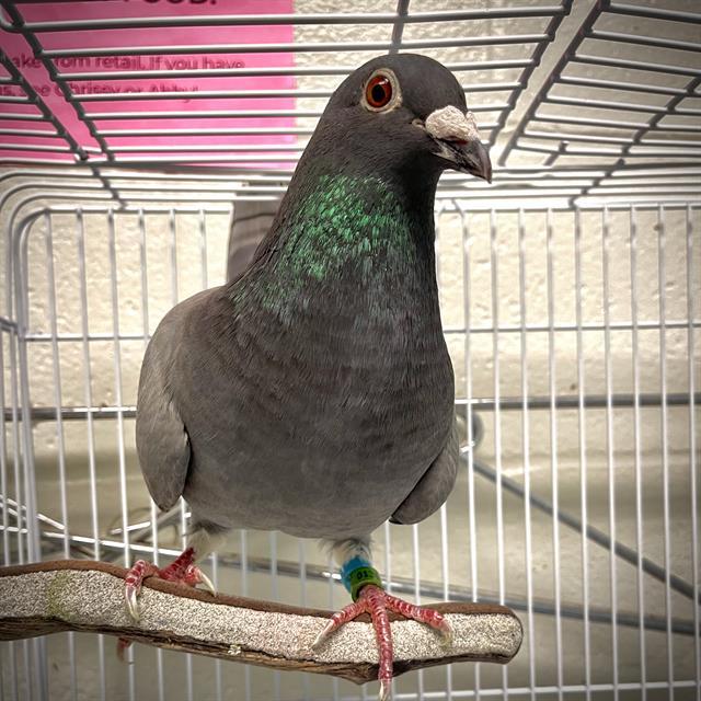 Dove for adoption - WALTER, a Pigeon in Methuen, MA | Petfinder