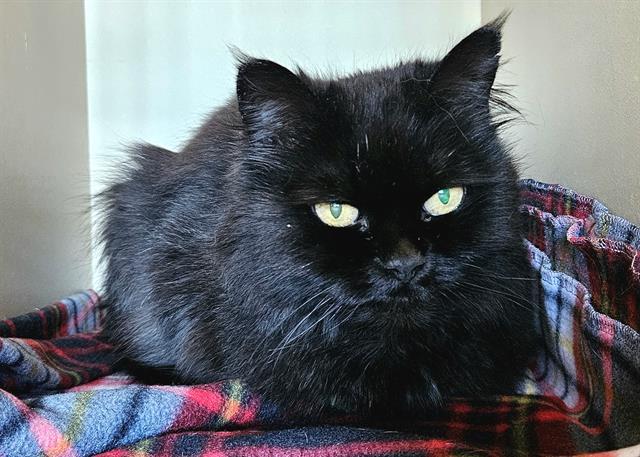 SASHAY, an adoptable Persian, Domestic Short Hair in Colorado Springs, CO, 80905 | Photo Image 1