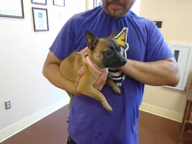 Dog, an adoptable Chihuahua, Mixed Breed in Blythe, CA, 92225 | Photo Image 1