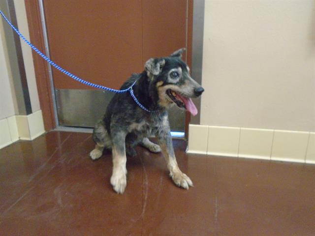 Dog, an adoptable Australian Cattle Dog / Blue Heeler in Blythe, CA, 92225 | Photo Image 1