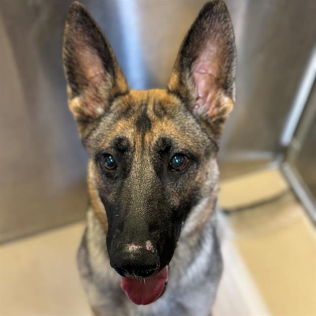 Dog, an adoptable German Shepherd Dog in Blythe, CA, 92225 | Photo Image 1