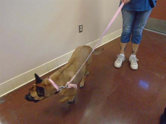 Dog, an adoptable German Shepherd Dog, Mixed Breed in Blythe, CA, 92225 | Photo Image 1