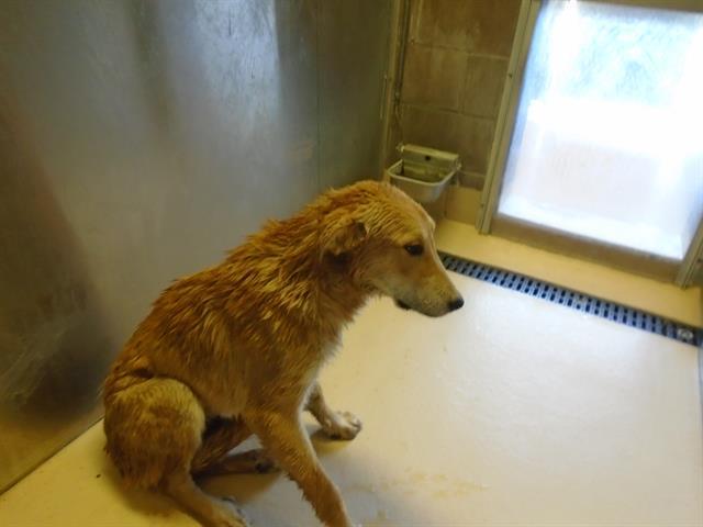 Dog, an adoptable Labrador Retriever, Mixed Breed in Blythe, CA, 92225 | Photo Image 1