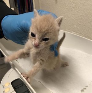 TOADETTE Domestic Short Hair Cat