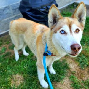 ROXBURY Siberian Husky Dog