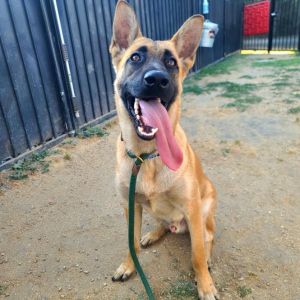 HOLLYWOOD Belgian Shepherd / Malinois Dog