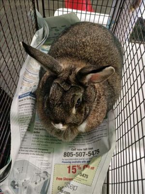 A2151248 Bunny Rabbit Rabbit