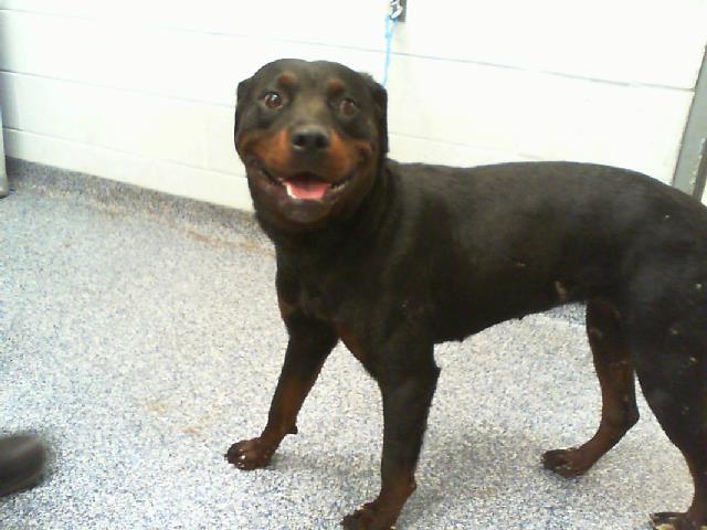 Dog for adoption CHOCOLATE a Rottweiler in Charlotte NC Petfinder