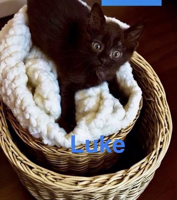 LUKE