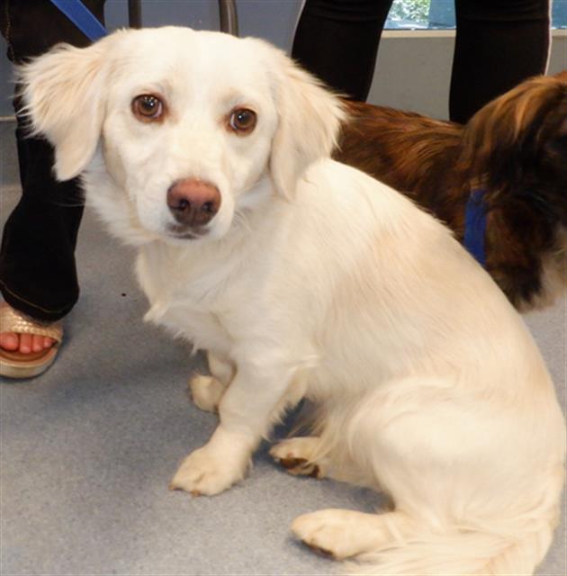 VANILLA BEAN, an adoptable Papillon in San Jose, CA, 95111 | Photo Image 1