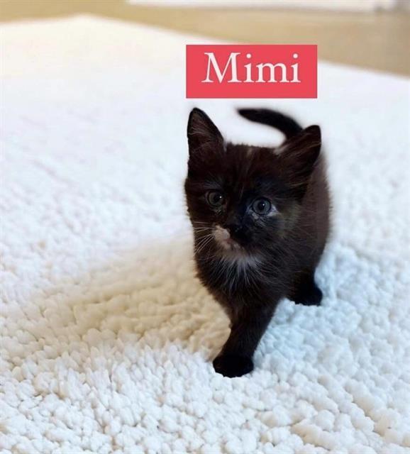 MIMI