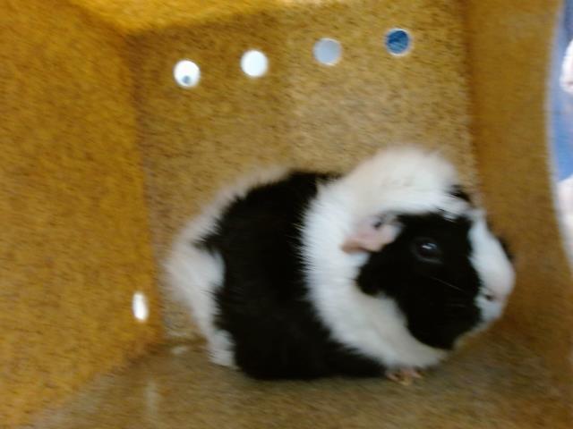 Guinea Pig for adoption SUSHI a Guinea Pig in Albuquerque NM Petfinder