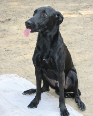 Magic Man, Young Male Labrador Retriever