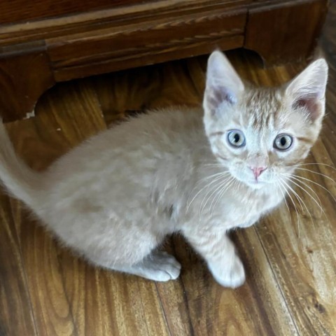 Sunny, an adoptable Domestic Short Hair in Bismarck, ND, 58507 | Photo Image 1