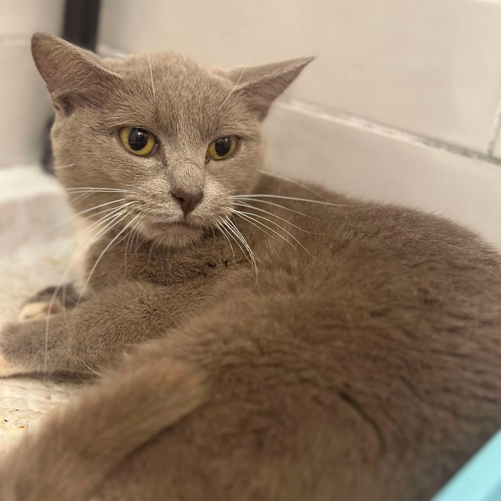 Cricket, an adoptable Domestic Short Hair in Spring Hill, KS, 66083 | Photo Image 1