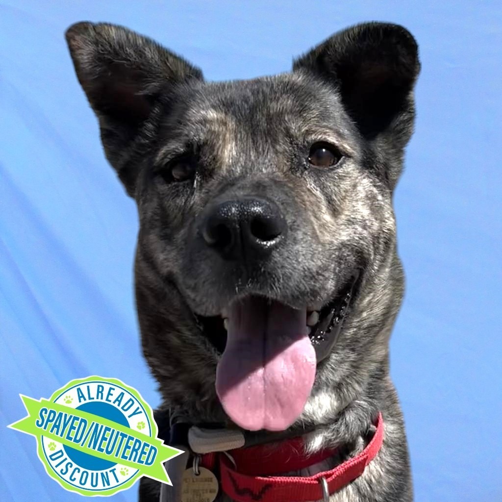 Duke, an adoptable Mixed Breed in Las Cruces, NM, 88012 | Photo Image 1