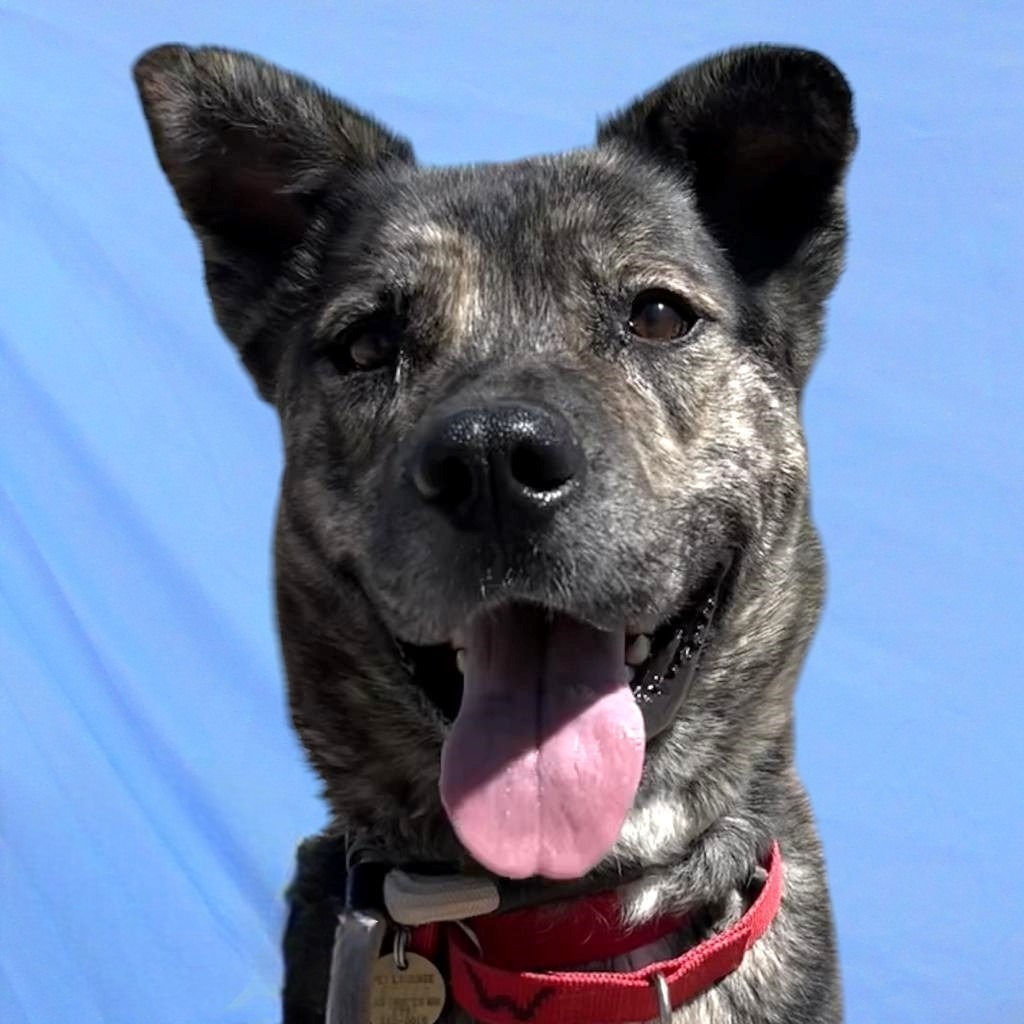 Duke, an adoptable Mixed Breed in Las Cruces, NM, 88012 | Photo Image 1