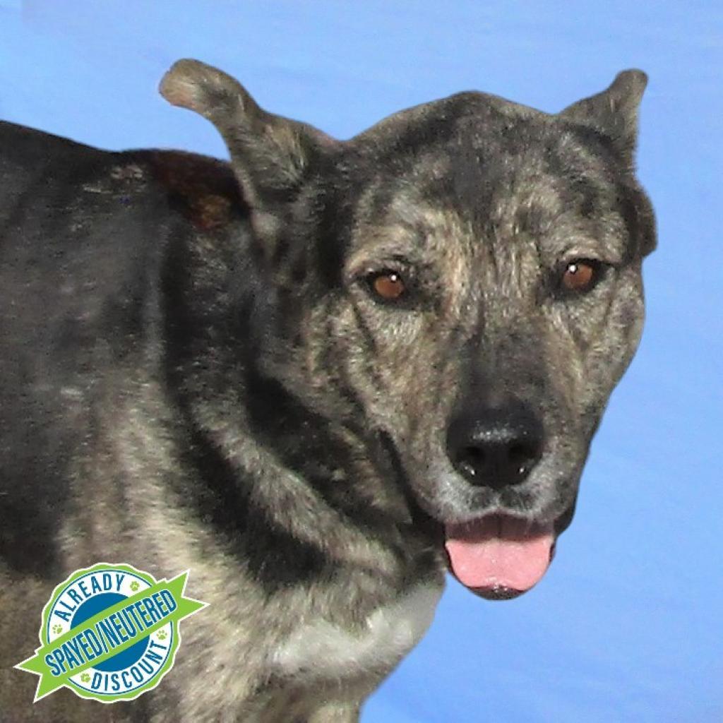 Duke, an adoptable Mixed Breed in Las Cruces, NM, 88012 | Photo Image 2