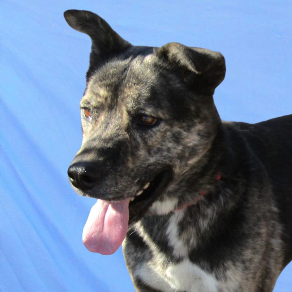 Duke, an adoptable Mixed Breed in Las Cruces, NM, 88012 | Photo Image 2