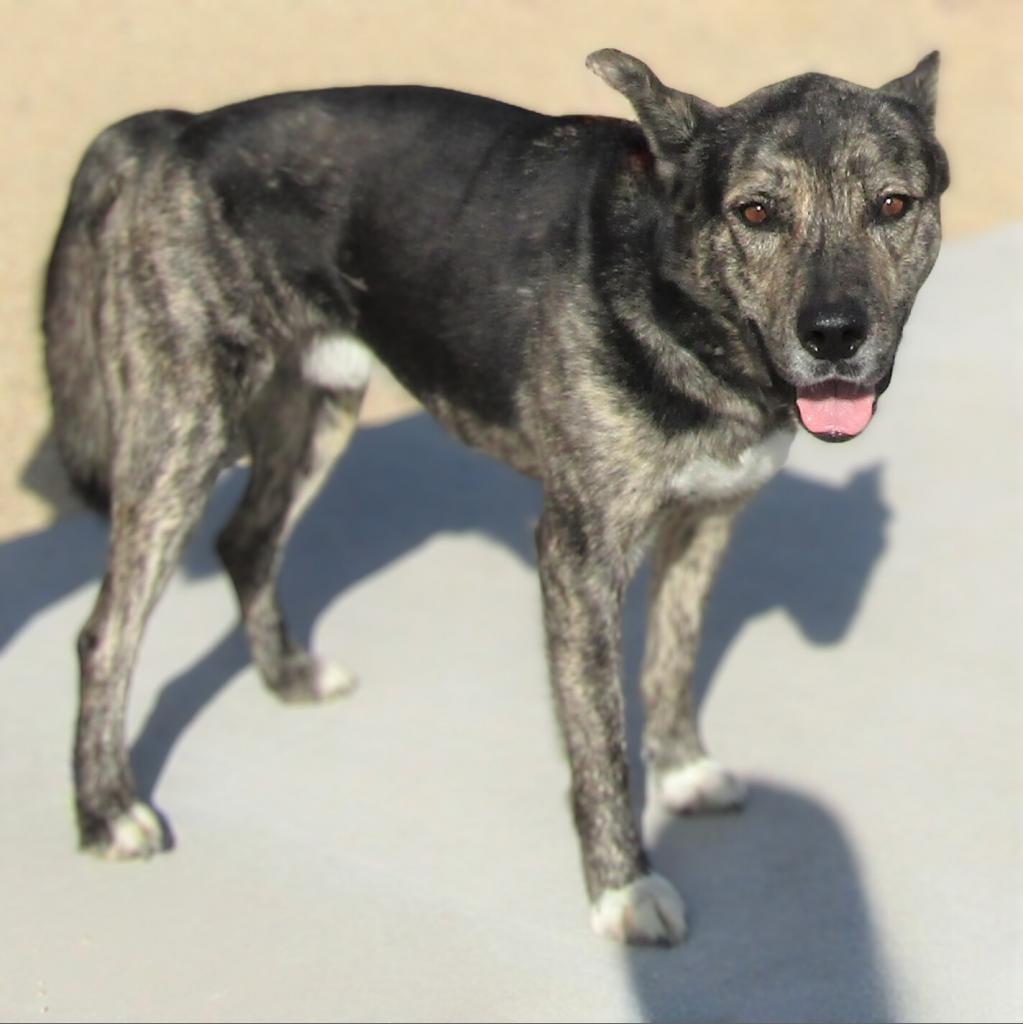 Duke, an adoptable Mixed Breed in Las Cruces, NM, 88012 | Photo Image 3