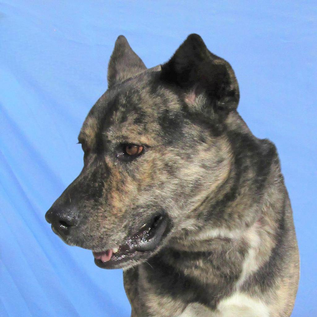 Duke, an adoptable Mixed Breed in Las Cruces, NM, 88012 | Photo Image 4