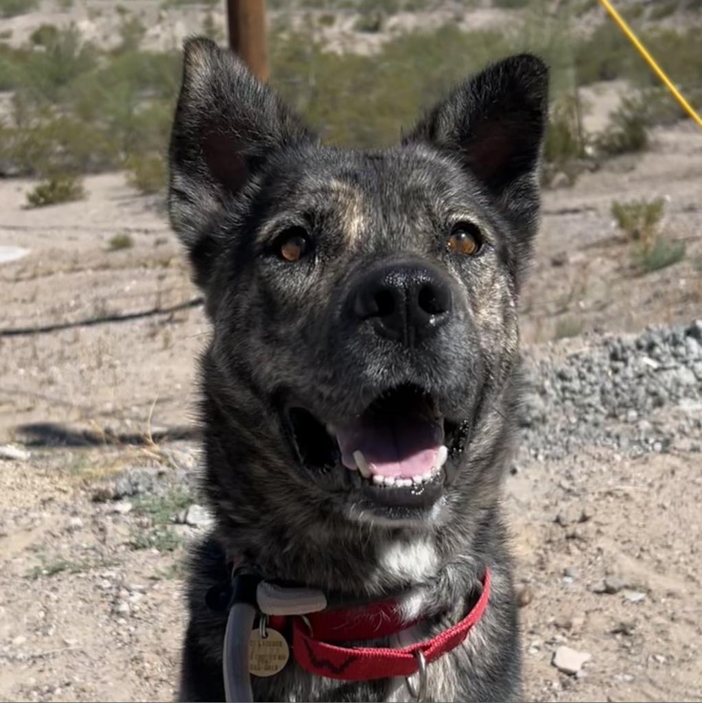 Duke, an adoptable Mixed Breed in Las Cruces, NM, 88012 | Photo Image 5