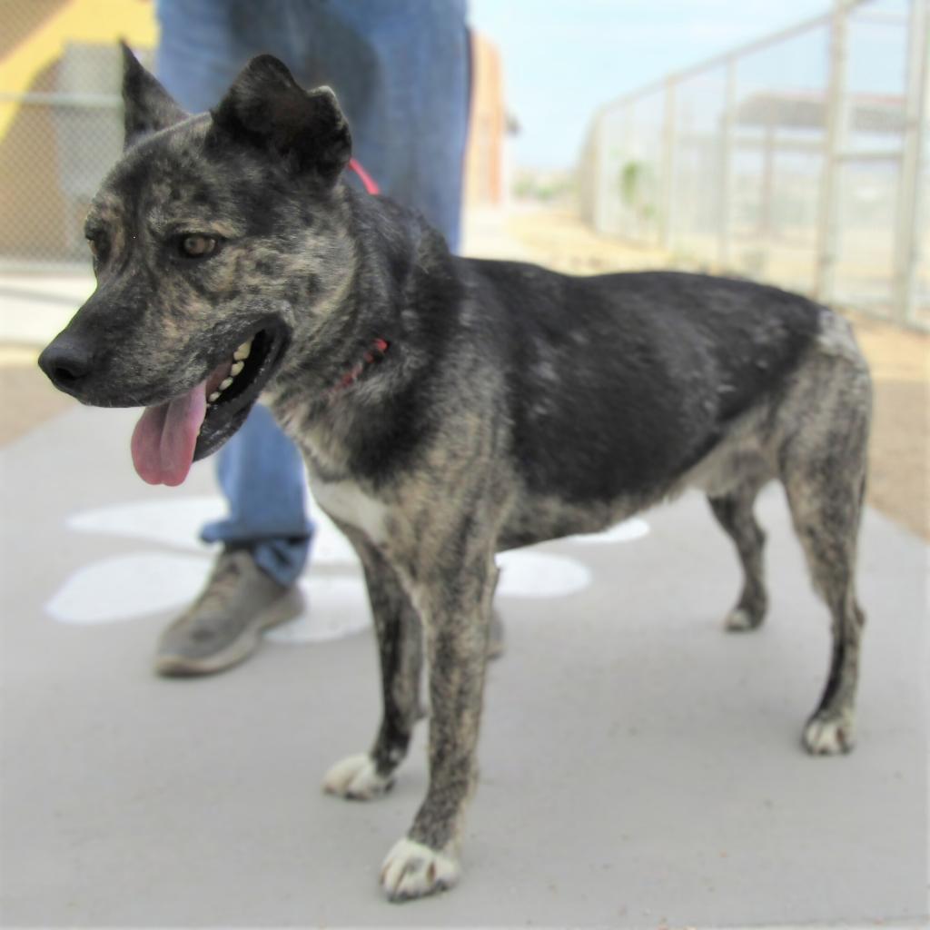 Duke, an adoptable Mixed Breed in Las Cruces, NM, 88012 | Photo Image 6