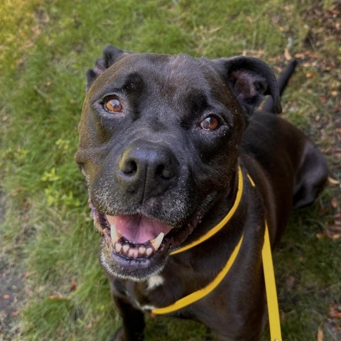 Shadow Rado, an adoptable Mixed Breed in Spokane, WA, 99217 | Photo Image 1