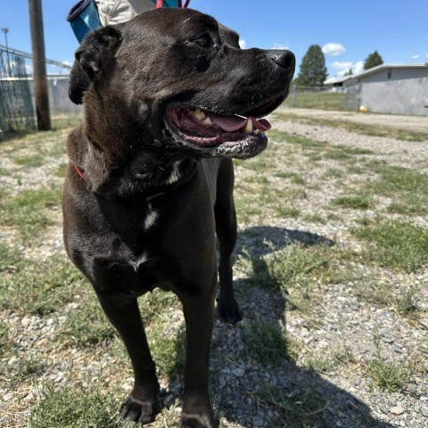 Shadow Rado, an adoptable Mixed Breed in Spokane, WA, 99217 | Photo Image 2