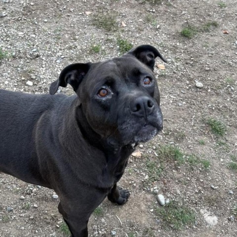 Shadow Rado, an adoptable Mixed Breed in Spokane, WA, 99217 | Photo Image 4