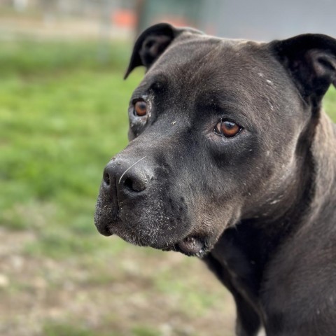 Shadow Rado, an adoptable Mixed Breed in Spokane, WA, 99217 | Photo Image 5