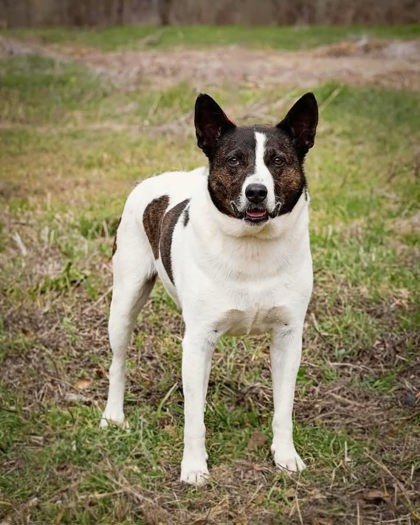 Alex, an adoptable Mixed Breed in Buchanan Dam, TX, 78609 | Photo Image 1