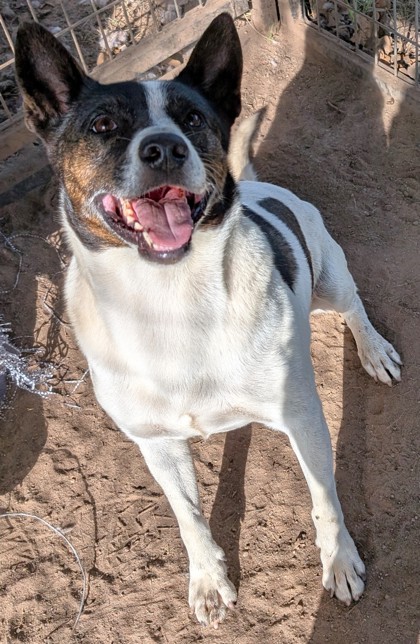 Alex, an adoptable Mixed Breed in Buchanan Dam, TX, 78609 | Photo Image 2
