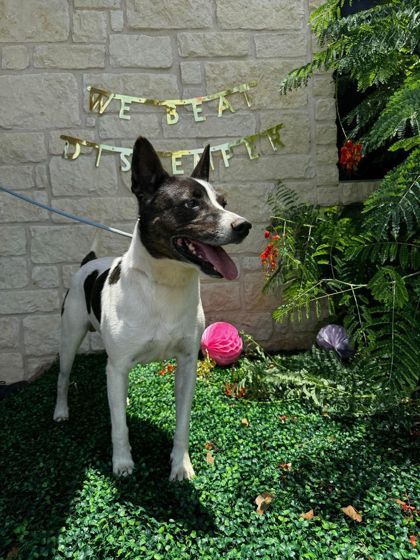Alex, an adoptable Mixed Breed in Buchanan Dam, TX, 78609 | Photo Image 3