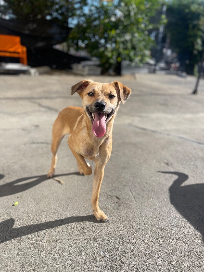 Track, an adoptable Spaniel, Chihuahua in Van Nuys, CA, 91405 | Photo Image 1