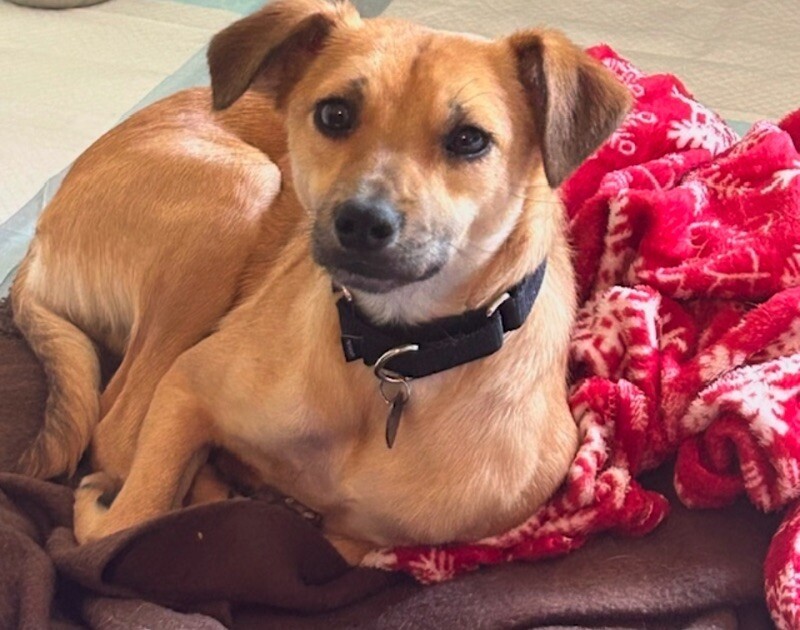 Track, an adoptable Spaniel, Chihuahua in Van Nuys, CA, 91405 | Photo Image 2