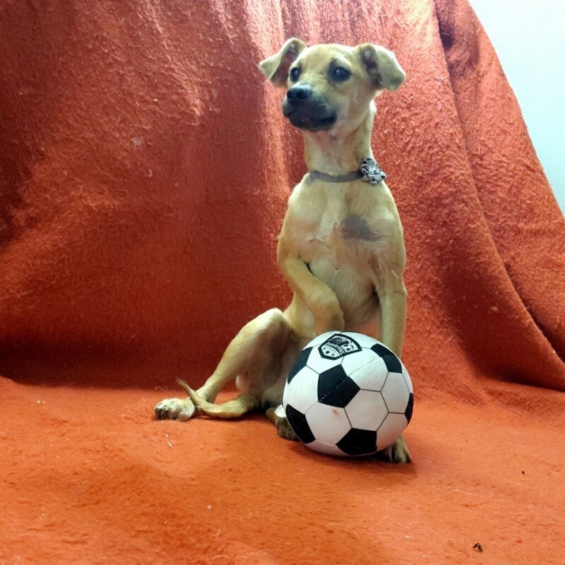 Track, an adoptable Spaniel, Chihuahua in Van Nuys, CA, 91405 | Photo Image 4