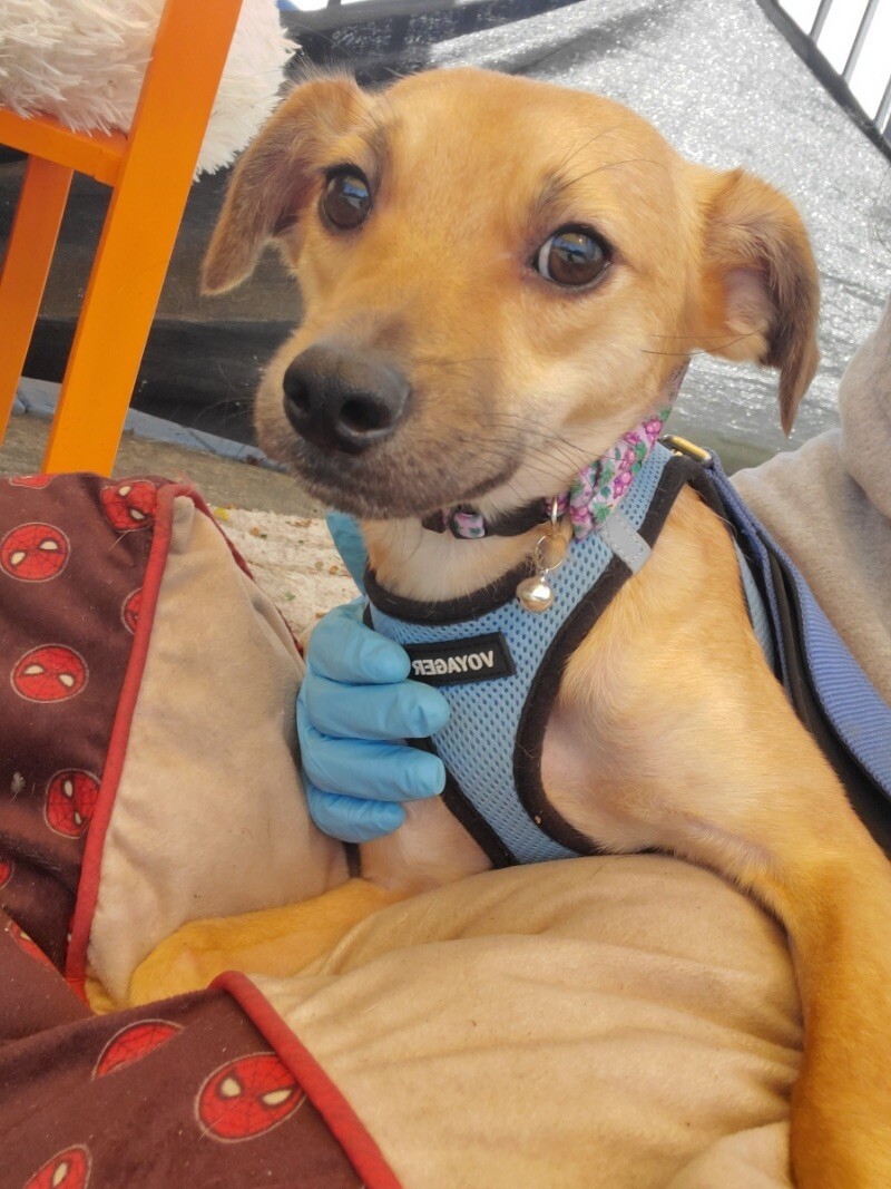 Track, an adoptable Spaniel, Chihuahua in Van Nuys, CA, 91405 | Photo Image 5