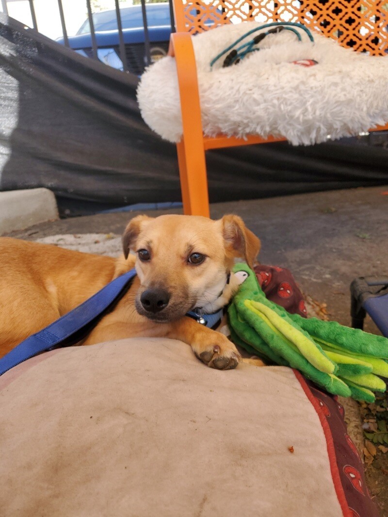 Track, an adoptable Spaniel, Chihuahua in Van Nuys, CA, 91405 | Photo Image 6