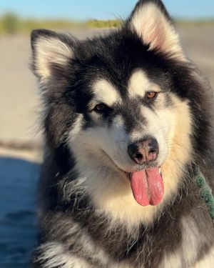 LUDO Alaskan Malamute Dog