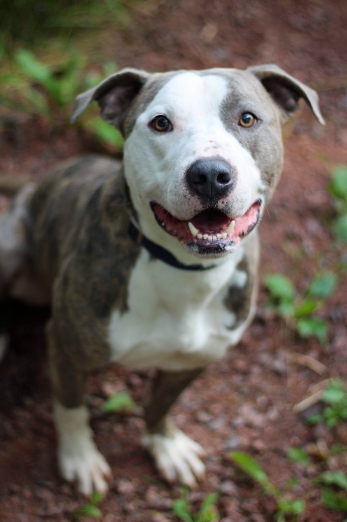 Dio, an adoptable Terrier in Ashland, WI, 54806 | Photo Image 1