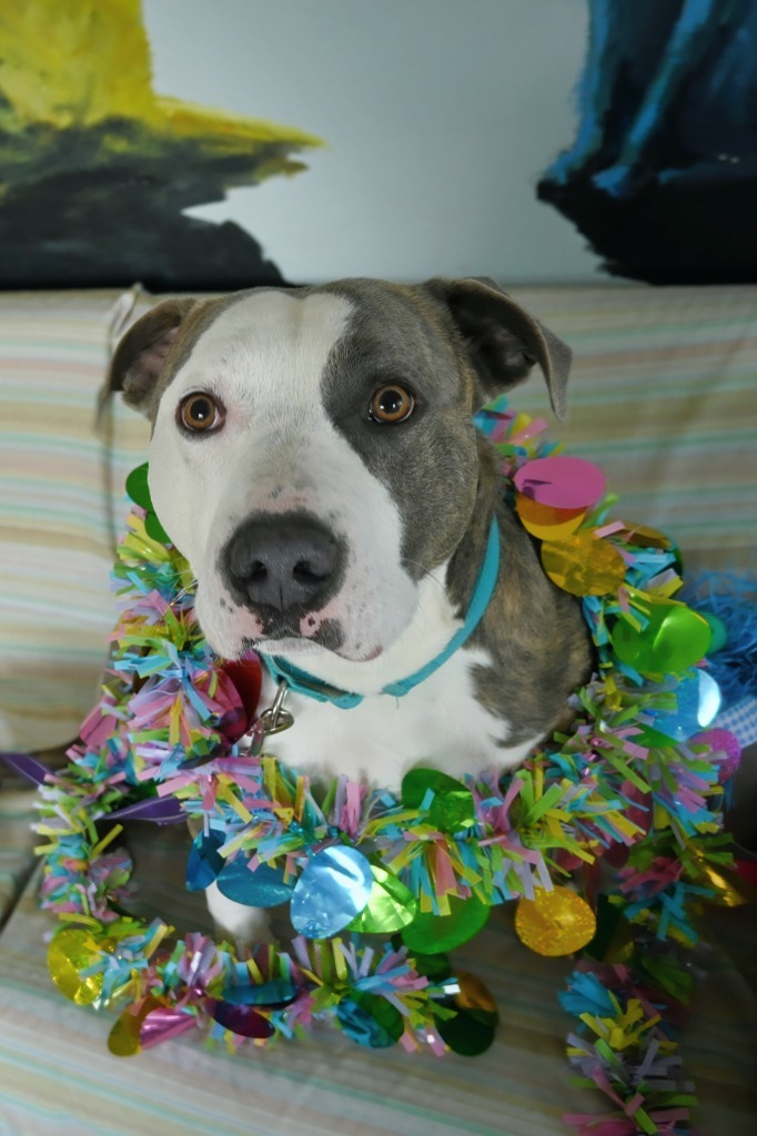 Dio, an adoptable Terrier in Ashland, WI, 54806 | Photo Image 1