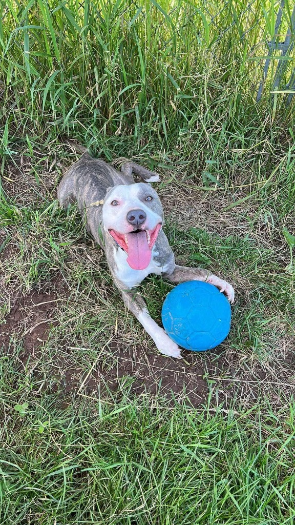 Dio, an adoptable Terrier in Ashland, WI, 54806 | Photo Image 3