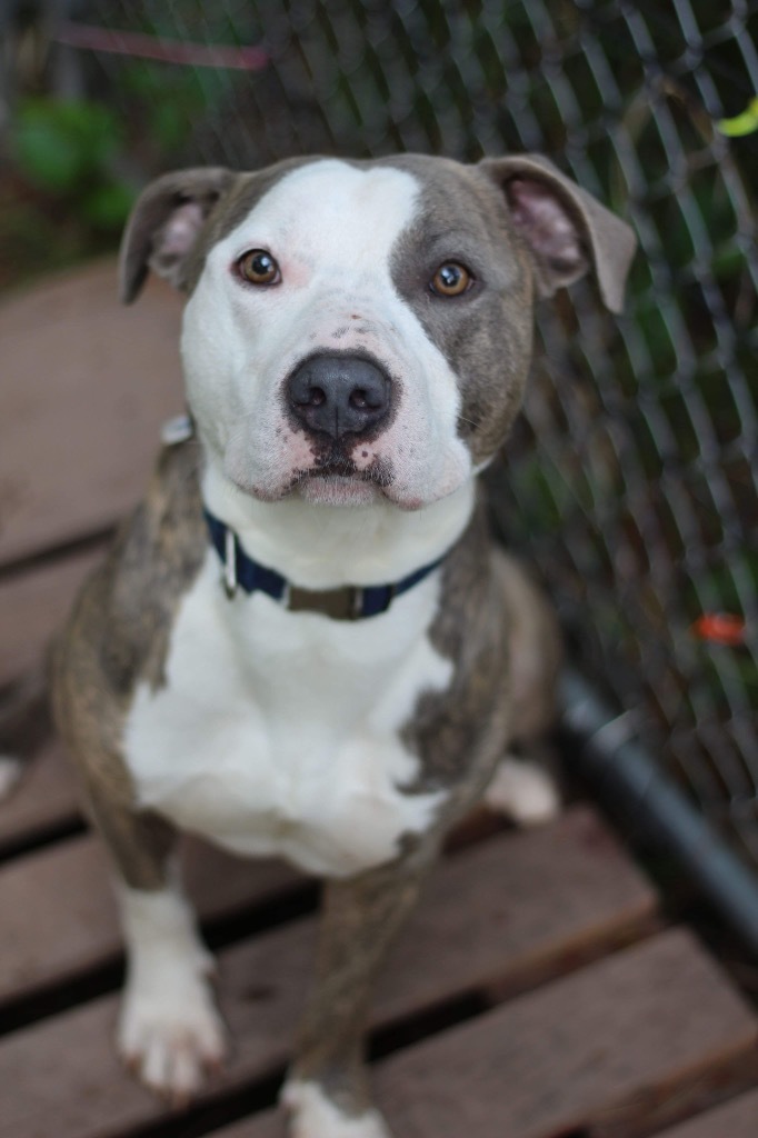 Dio, an adoptable Terrier in Ashland, WI, 54806 | Photo Image 4