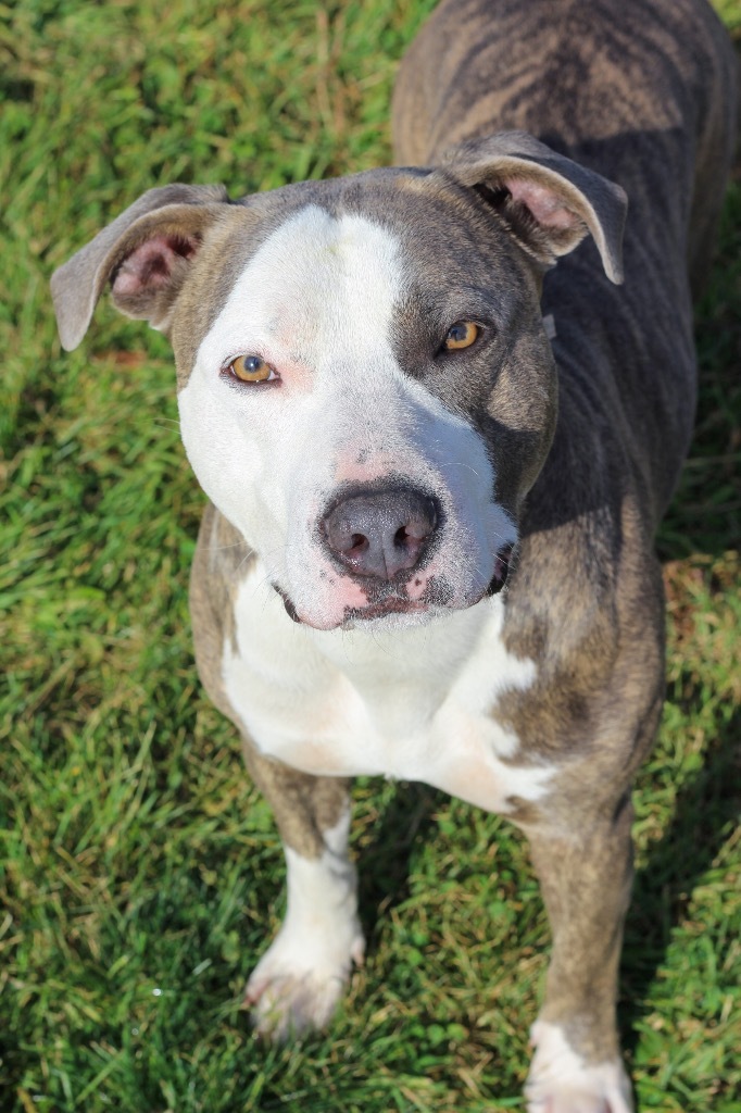 Dio, an adoptable Terrier in Ashland, WI, 54806 | Photo Image 6