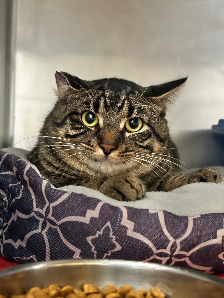 Bruce Lee, an adoptable Domestic Short Hair in Ashland, WI, 54806 | Photo Image 1