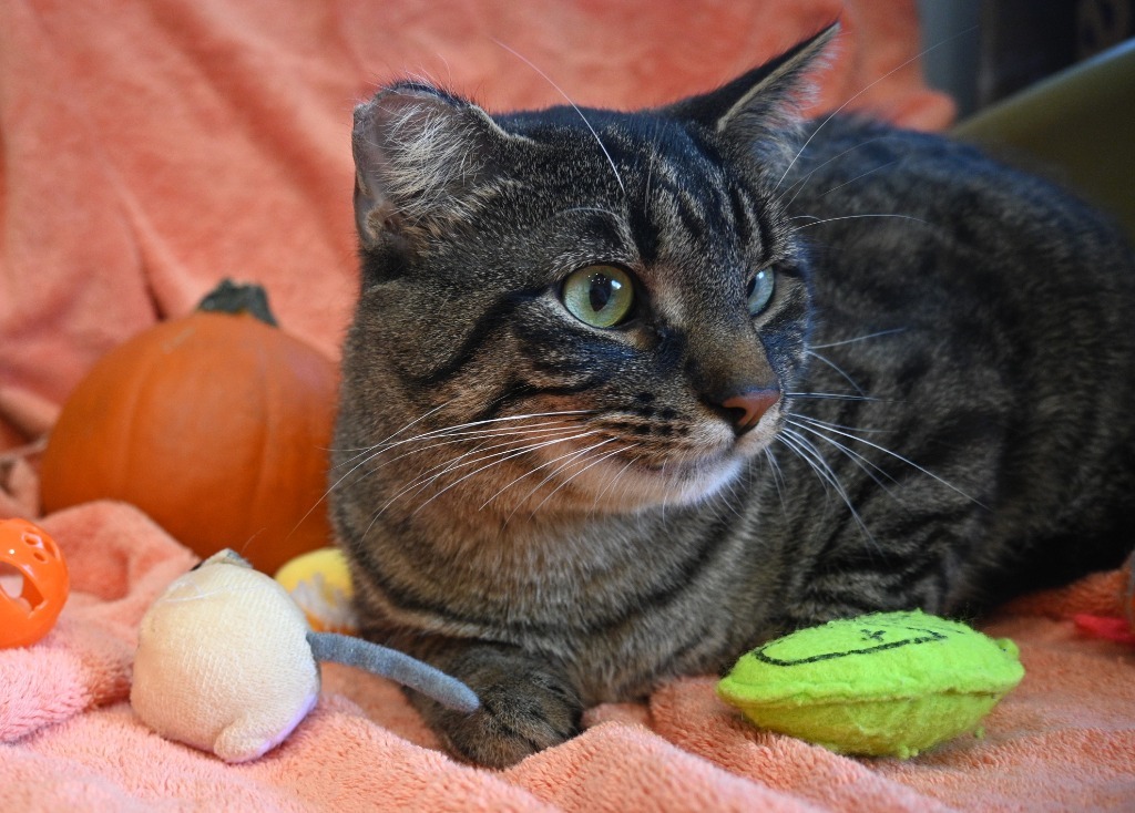 Bruce Lee, an adoptable Domestic Short Hair in Ashland, WI, 54806 | Photo Image 1